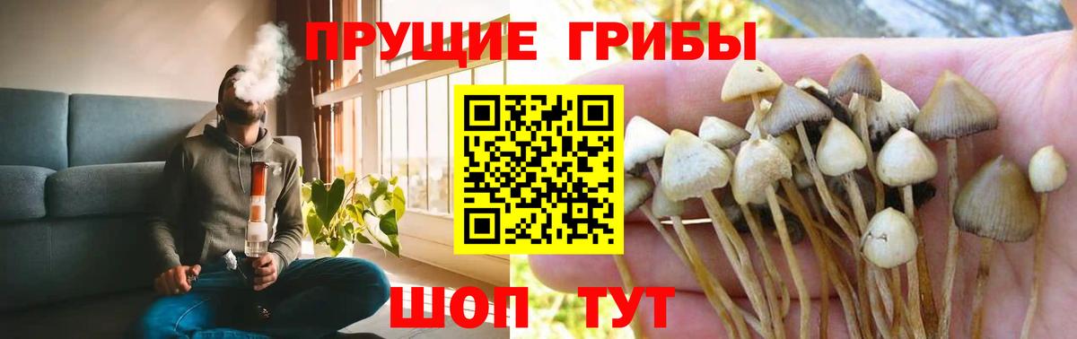 Псилоцибиновые грибы Psilocybe  Вход с VPN  Удомля 